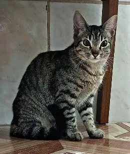 Gato raça SRD-ViraLata idade 2 a 6 meses nome Margareth / Ou vc escolhe