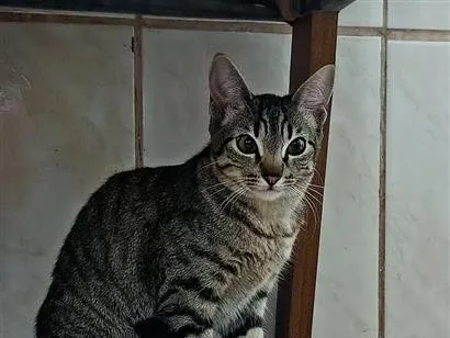 Gato raça SRD-ViraLata idade 2 a 6 meses nome Margareth / Ou vc escolhe