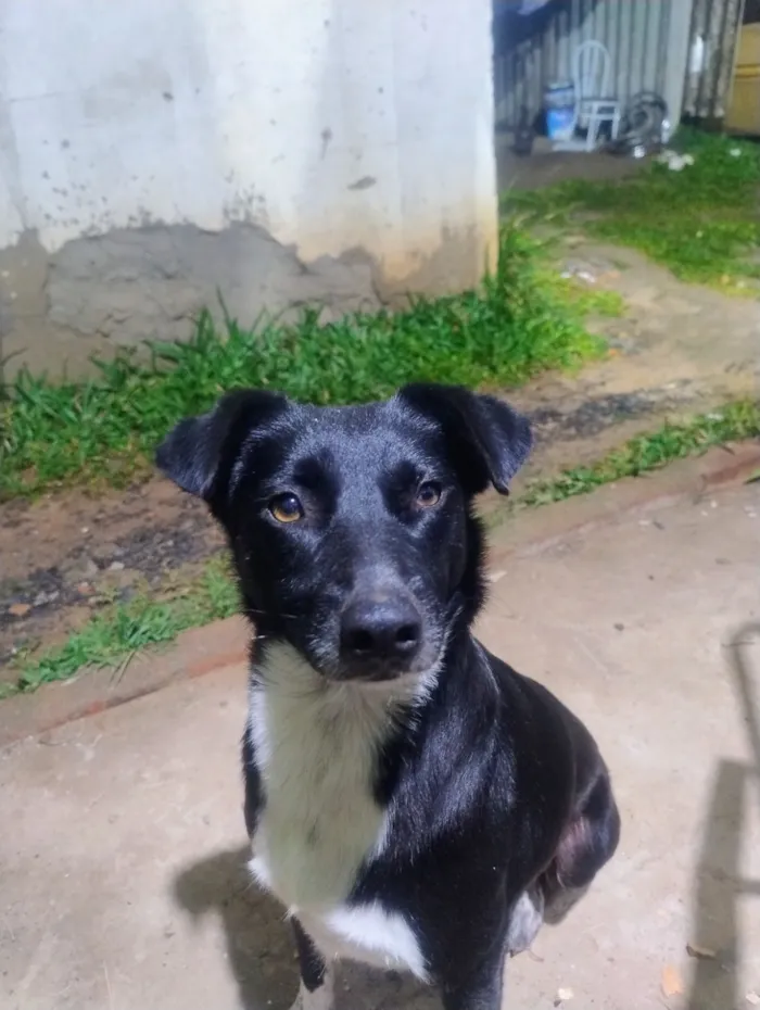Cachorro raça SRD-ViraLata idade 2 anos nome preta