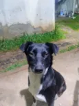 preta