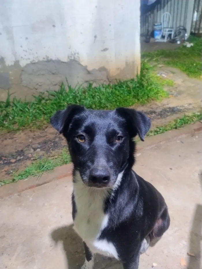 Cachorro raça SRD-ViraLata idade 2 anos nome preta