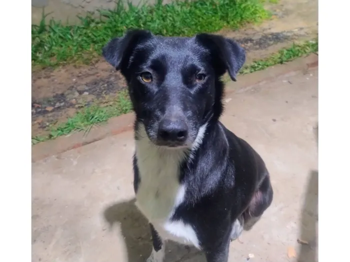 Cachorro raça SRD-ViraLata idade 2 anos nome preta