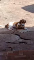 Bob