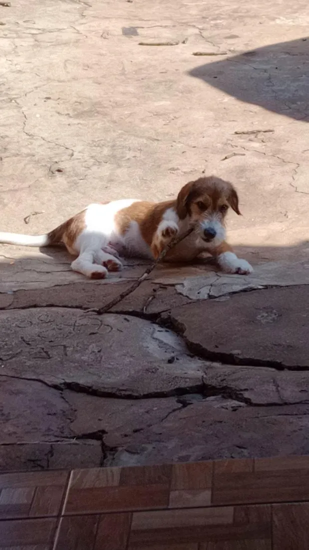 Cachorro raça SRD-ViraLata idade 7 a 11 meses nome Bob