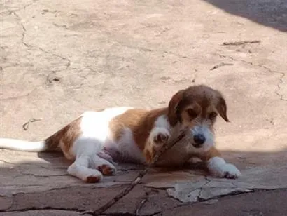 Cachorro raça SRD-ViraLata idade 7 a 11 meses nome Bob