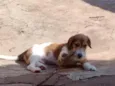 Bob
