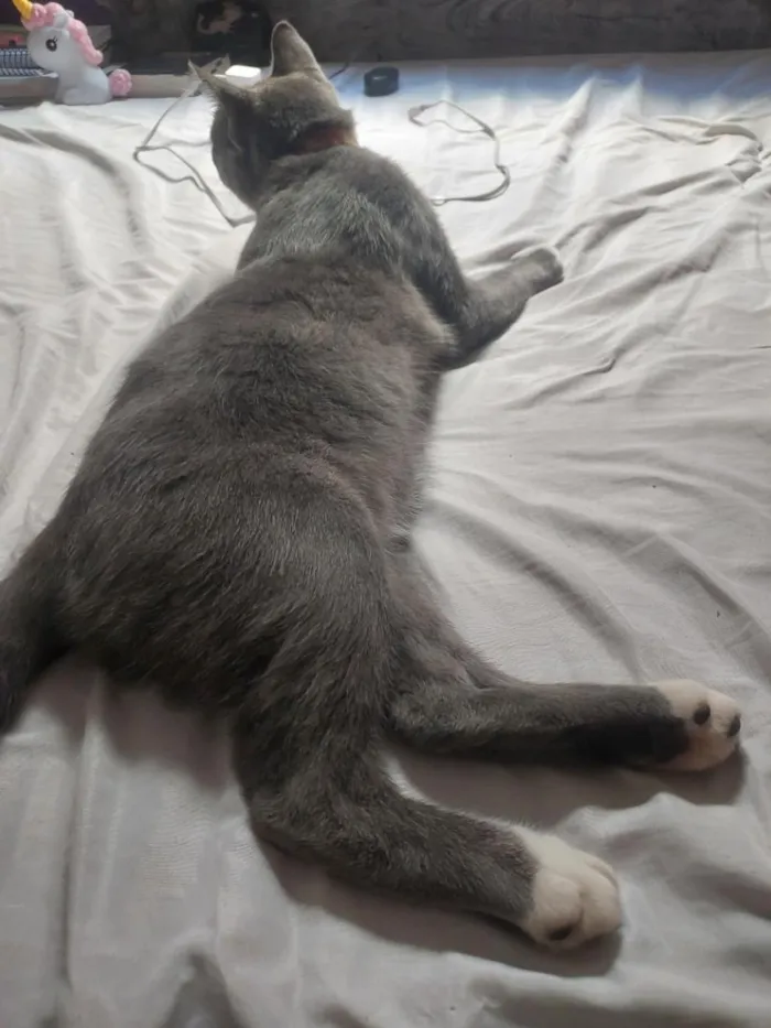 Gato raça SRD-ViraLata idade 7 a 11 meses nome Tom