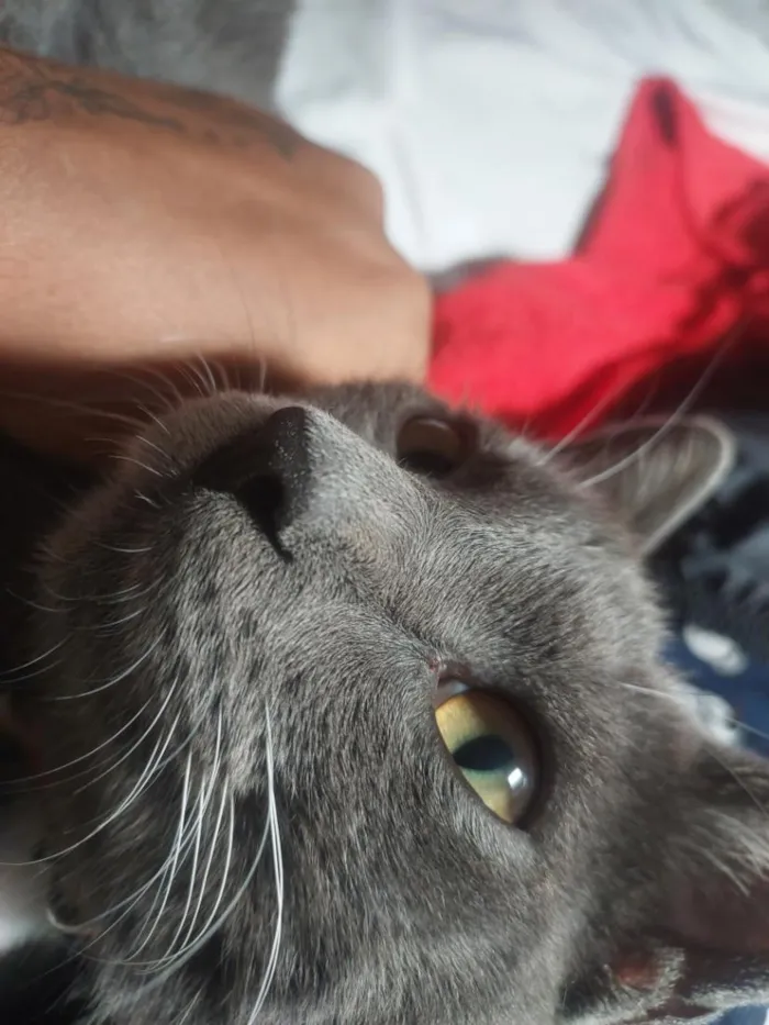 Gato raça SRD-ViraLata idade 7 a 11 meses nome Tom