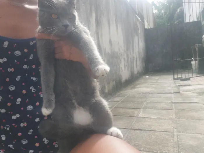 Gato raça SRD-ViraLata idade 7 a 11 meses nome Tom