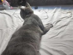 Gato raça SRD-ViraLata idade 7 a 11 meses nome Tom