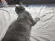Tom