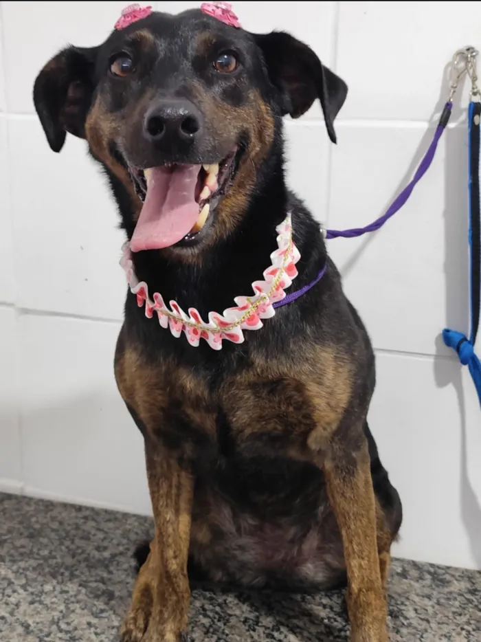Cachorro raça SRD-ViraLata idade 6 ou mais anos nome Palita 