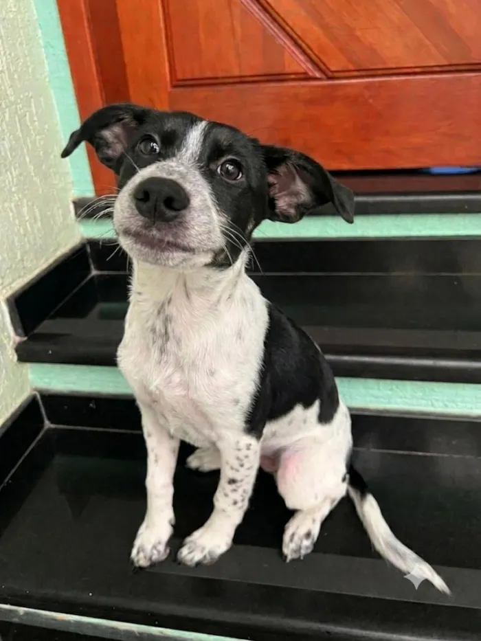 Cachorro raça SRD-ViraLata idade 2 a 6 meses nome Mimoso
