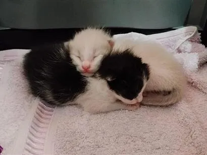Gato raça SRD-ViraLata idade Abaixo de 2 meses nome Sem nome