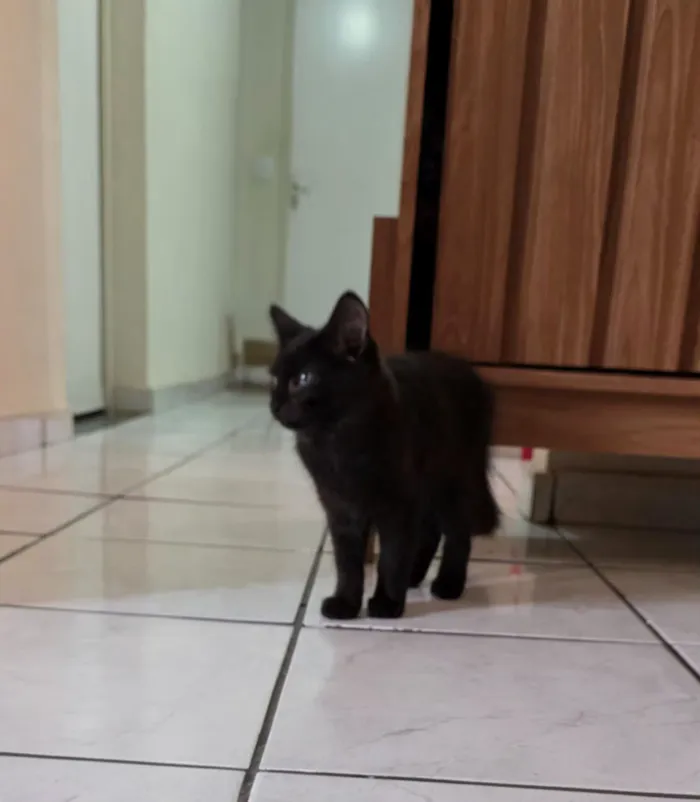 Gato raça SRD-ViraLata idade 2 a 6 meses nome Suga 