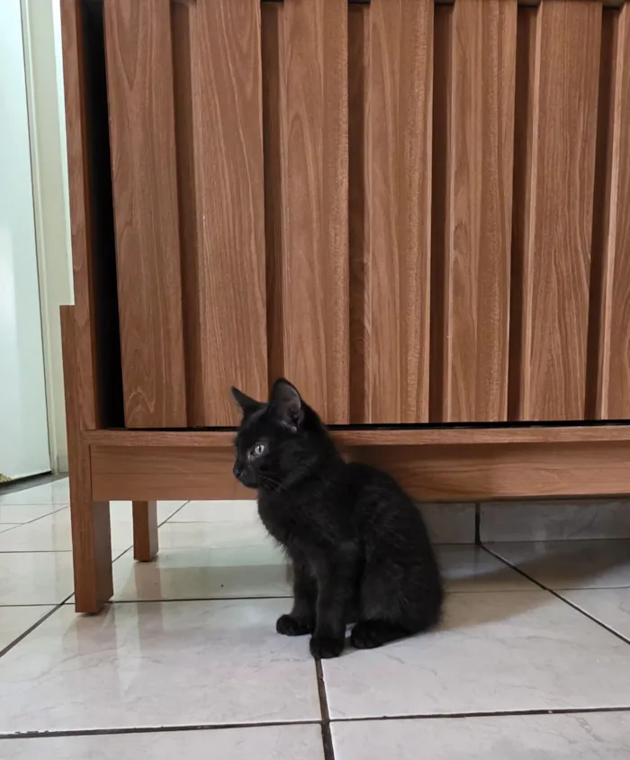 Gato raça SRD-ViraLata idade 2 a 6 meses nome Suga 