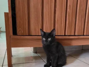 Gato raça SRD-ViraLata idade 2 a 6 meses nome Suga 