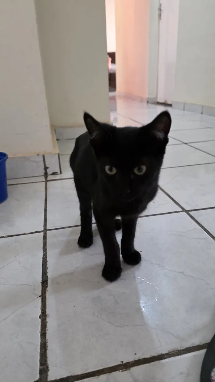Gato raça SRD-ViraLata idade 2 a 6 meses nome Bruce