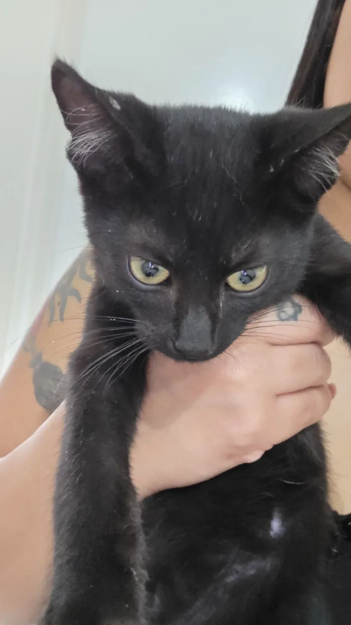 Gato raça SRD-ViraLata idade 2 a 6 meses nome Bruce