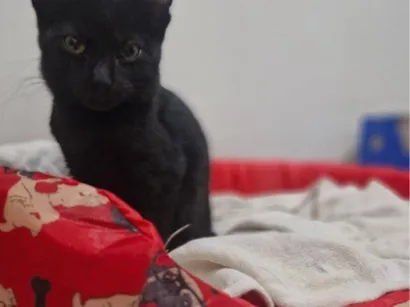 Gato raça SRD-ViraLata idade 2 a 6 meses nome Bruce