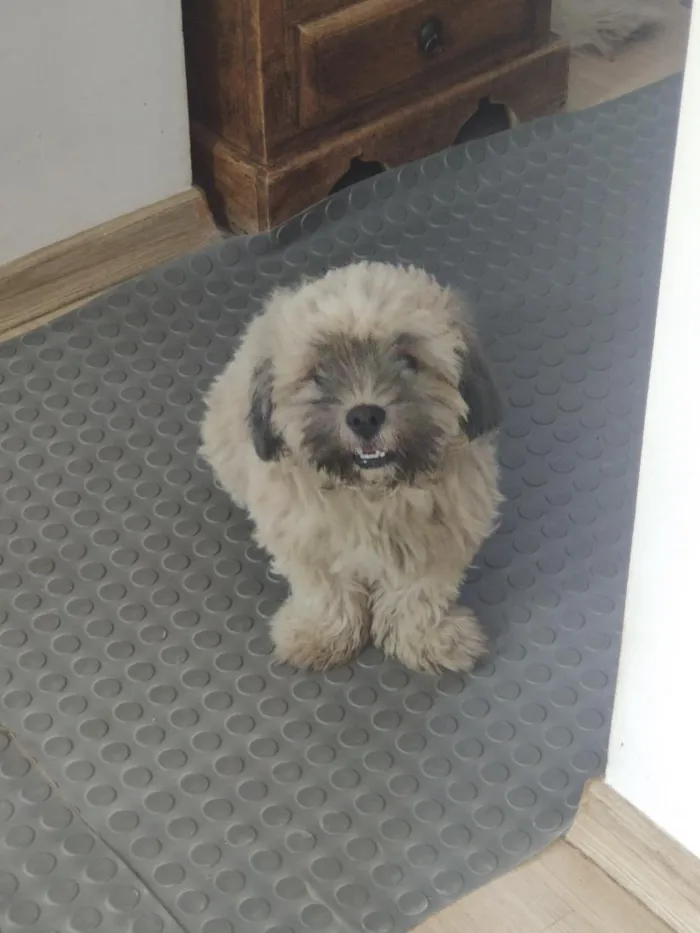 Cachorro raça Shitzu idade 1 ano nome Mimo