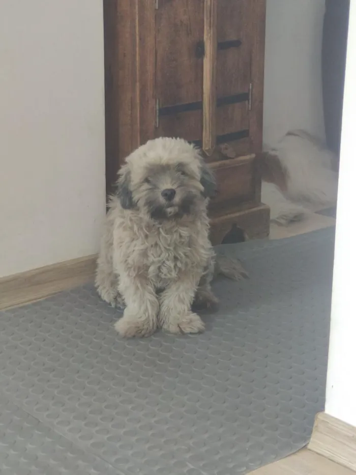 Cachorro raça Shitzu idade 1 ano nome Mimo