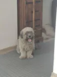 Mimo