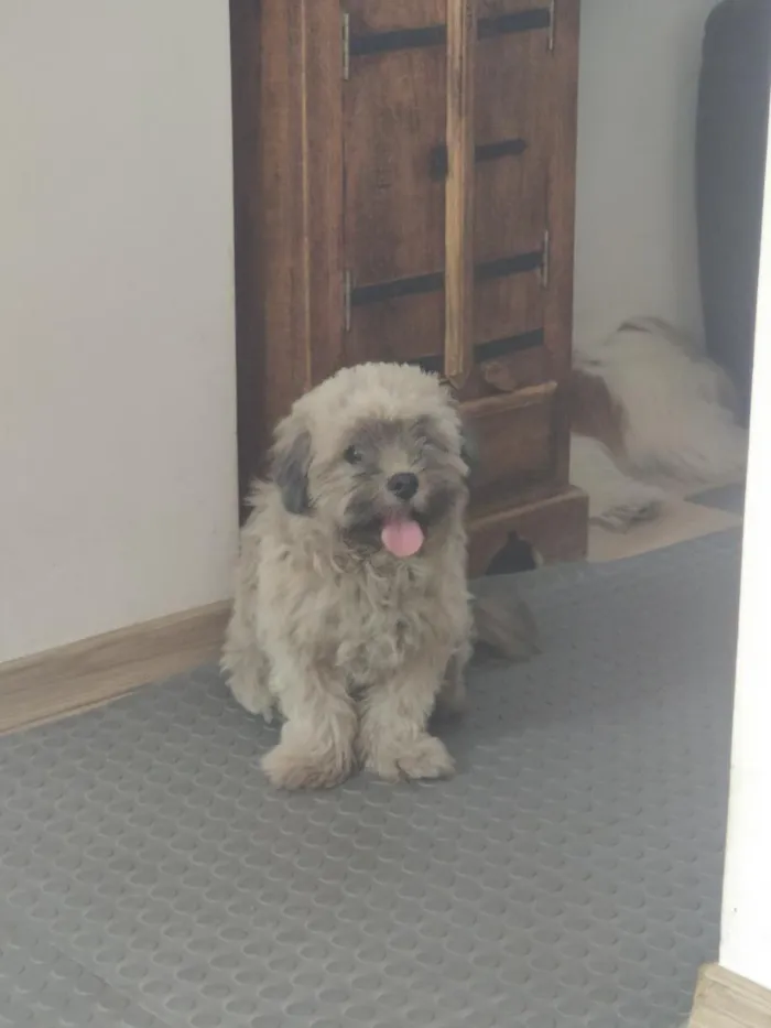 Cachorro raça Shitzu idade 1 ano nome Mimo