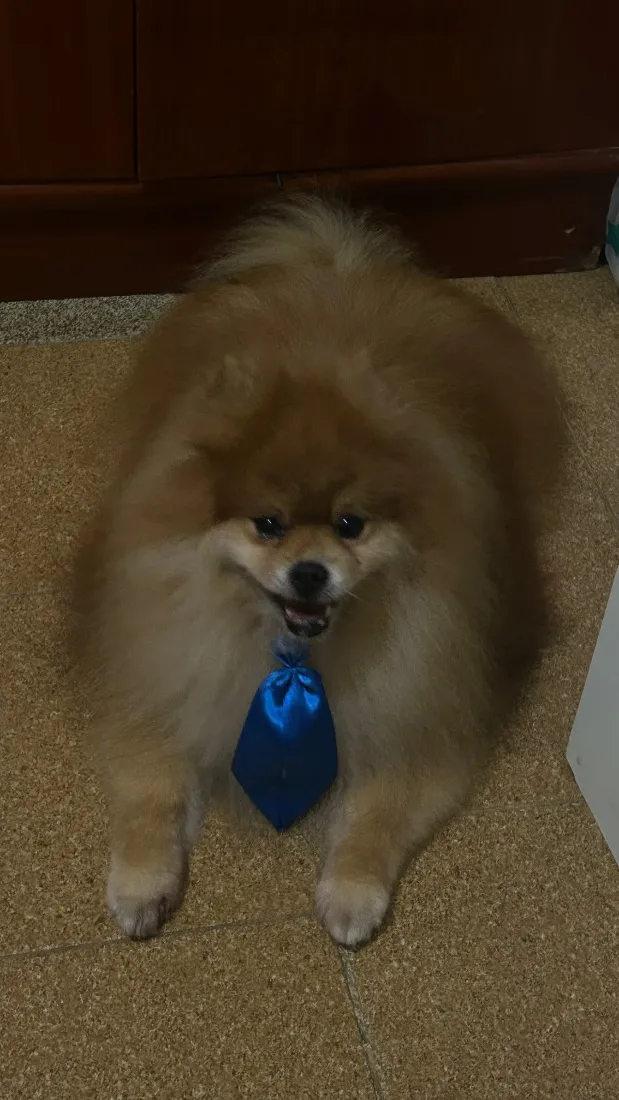 Cachorro raça SRD-ViraLata idade 6 ou mais anos nome Theodoro