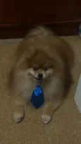 Theodoro