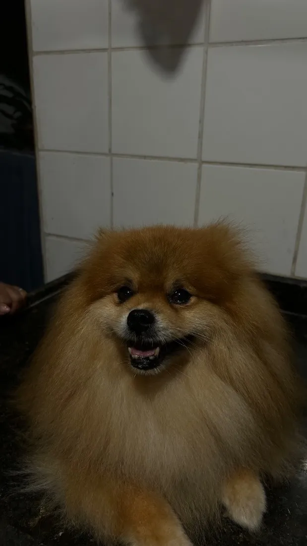 Cachorro raça SRD-ViraLata idade 6 ou mais anos nome Theodoro