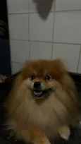 Theodoro