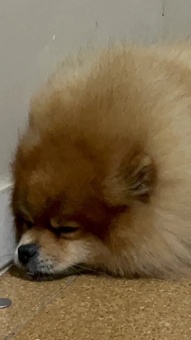 Cachorro raça SRD-ViraLata idade 6 ou mais anos nome Theodoro