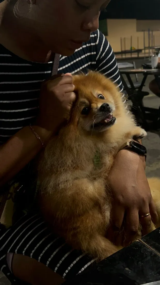 Cachorro raça SRD-ViraLata idade 6 ou mais anos nome Theodoro