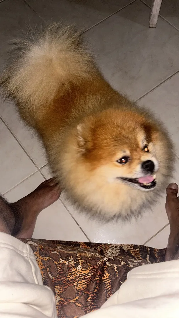 Cachorro raça SRD-ViraLata idade 6 ou mais anos nome Theodoro