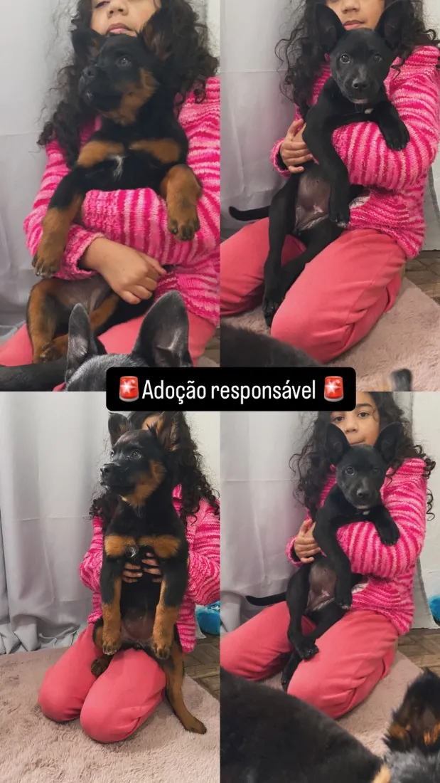 Cachorro raça SRD-ViraLata idade 2 a 6 meses nome Bolota e pretinha 