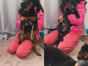 Cachorro raça SRD-ViraLata idade 2 a 6 meses nome Bolota e pretinha 