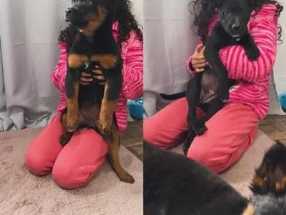Cachorro raça SRD-ViraLata idade 2 a 6 meses nome Bolota e pretinha 
