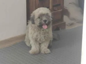 Cachorro raça Shitzu idade 1 ano nome Mimo