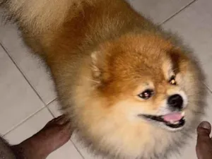 Cachorro raça SRD-ViraLata idade 6 ou mais anos nome Theodoro