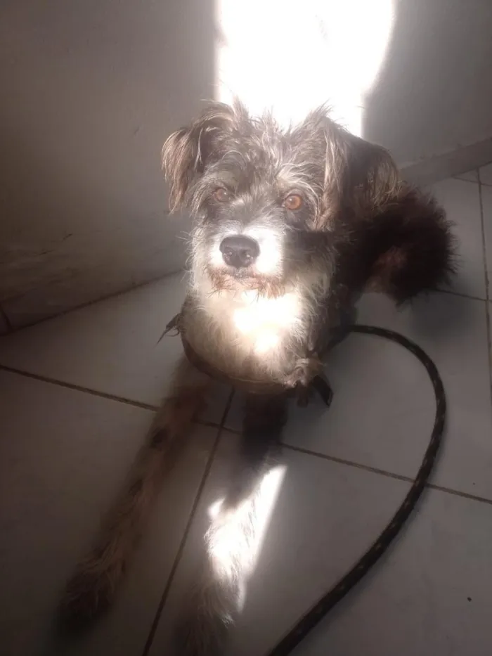 Cachorro raça SRD-ViraLata idade 1 ano nome Salamaleco e Zaion