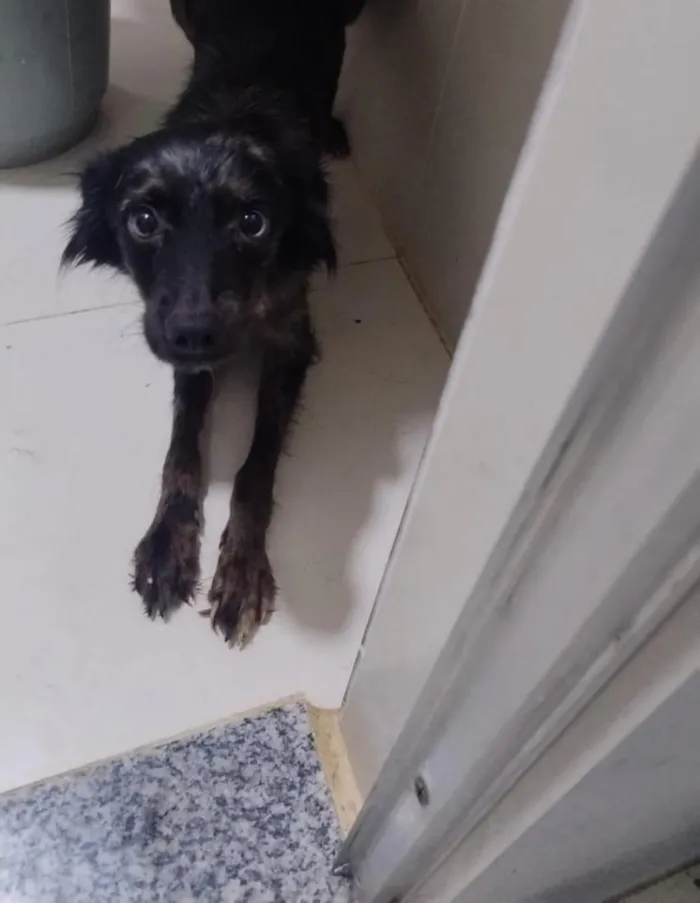 Cachorro raça SRD-ViraLata idade 1 ano nome Salamaleco e Zaion