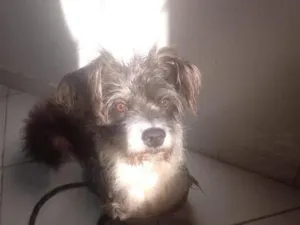 Cachorro raça SRD-ViraLata idade 1 ano nome Salamaleco e Zaion