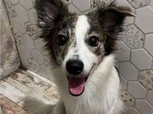 Cachorro raça SRD-ViraLata idade 3 anos nome Bolinha Maria