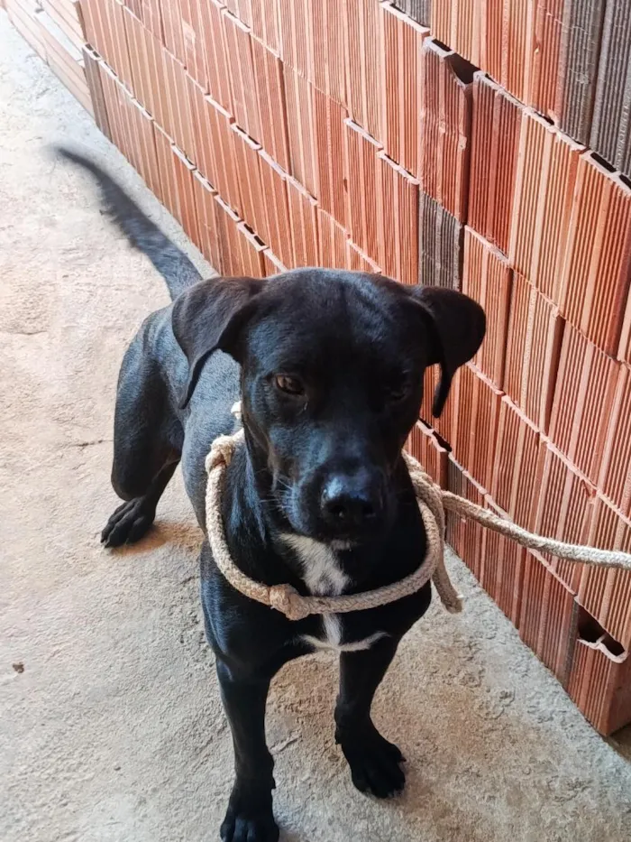Cachorro raça SRD-ViraLata idade 1 ano nome Froid