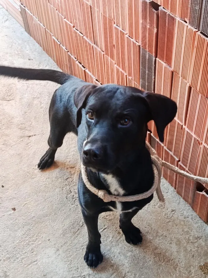 Cachorro raça SRD-ViraLata idade 1 ano nome Froid