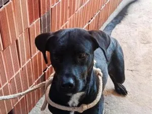 Cachorro raça SRD-ViraLata idade 1 ano nome Froid