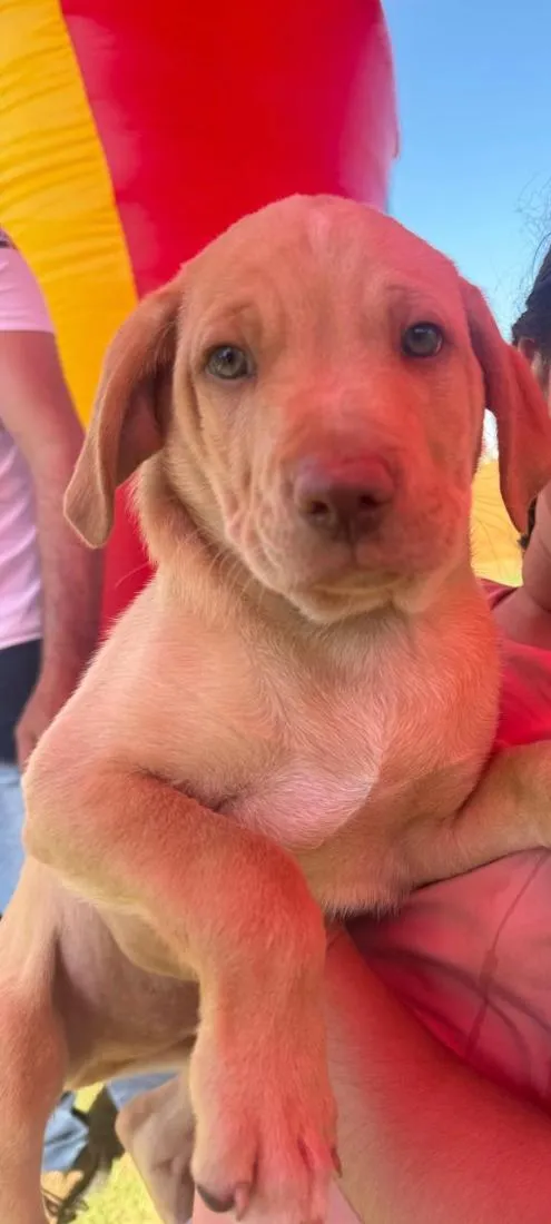 Cachorro raça Labrador idade 2 a 6 meses nome Bob