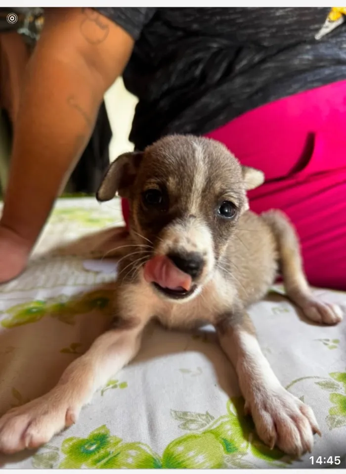 Cachorro raça SRD-ViraLata idade Abaixo de 2 meses nome Akita