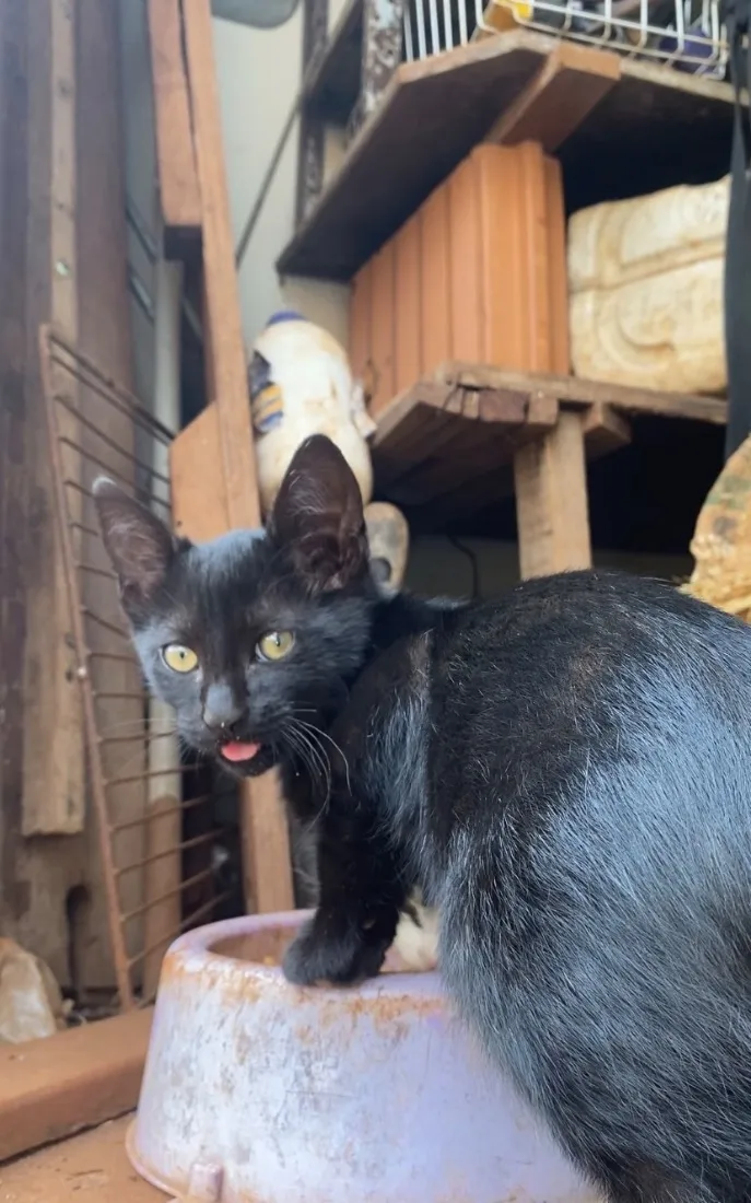 Gato raça SRD-ViraLata idade 2 a 6 meses nome Macho ou fêmea, nao sabemos, BEBÊ